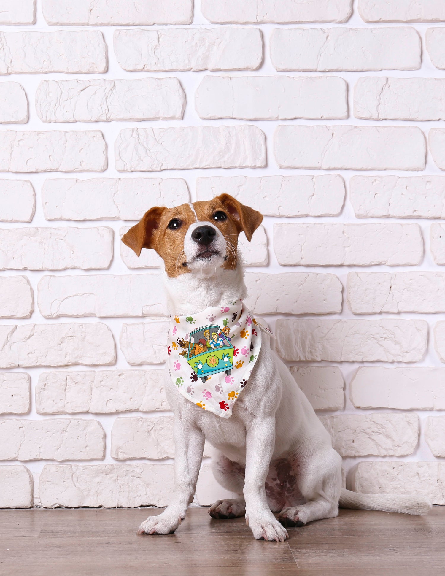Pet Accessories